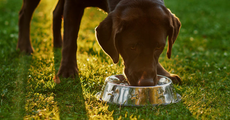A brown dog drinking water from a metal bowl outside.
