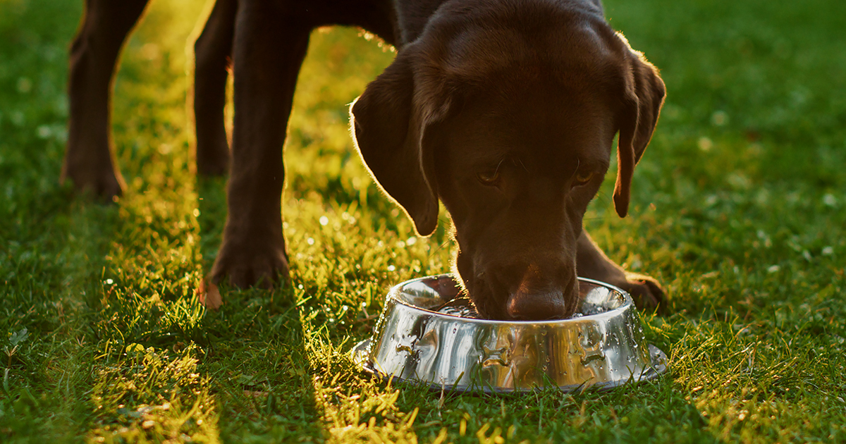 A brown dog drinking water from a metal bowl outside.