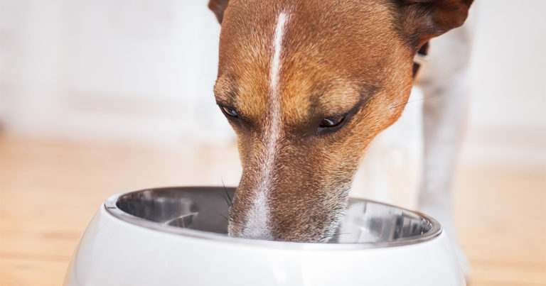 A close-up of a dog eating food from a white dog food dish on the floor.