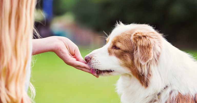A dog eating something from the palm of a woman's hand.
