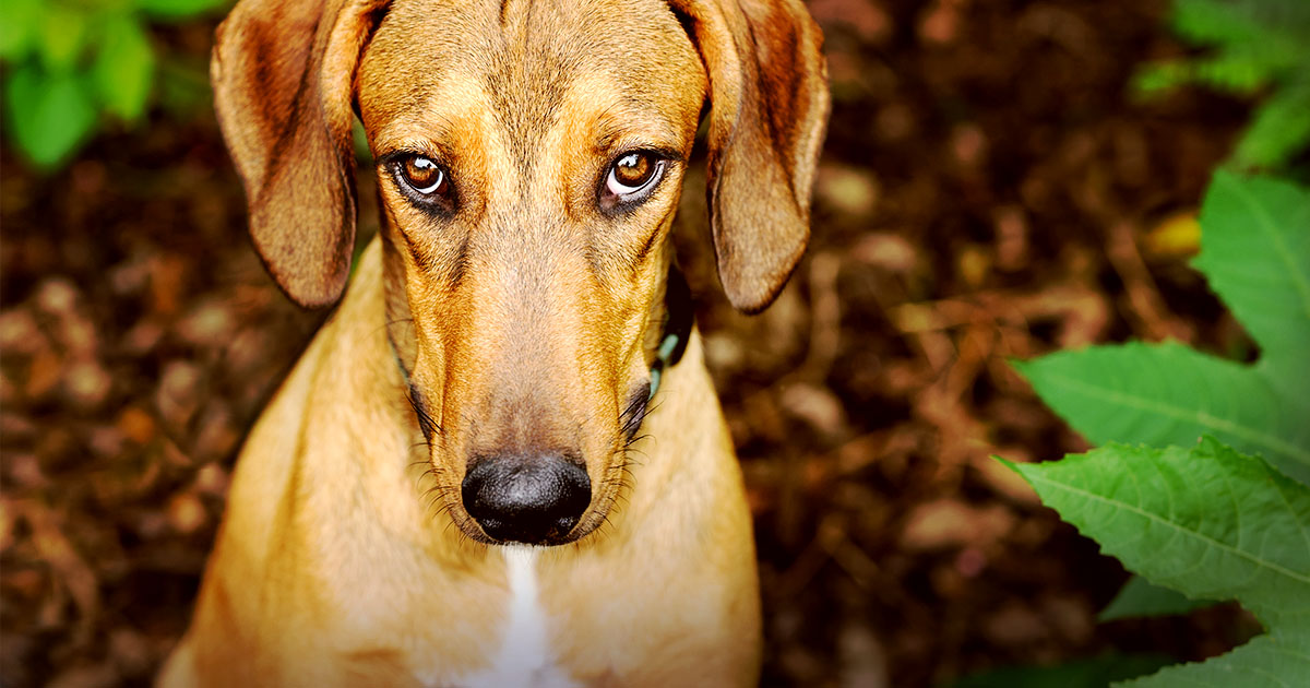 Dog Flatulence Graphic | Diamond Pet Foods