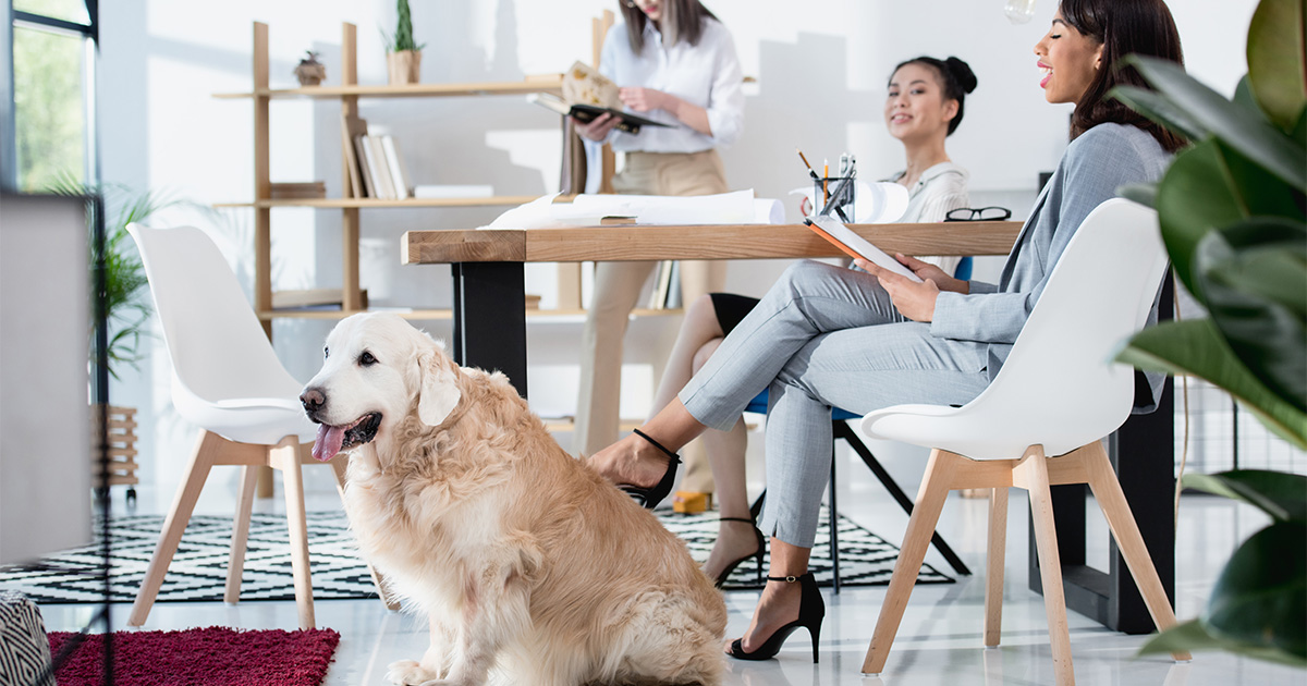 A dog sitting on the floor next to a desk with workers in an office.