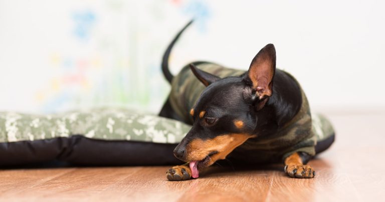 Dog in Bed Licking It’s Paw Graphic | Diamond Pet Foods