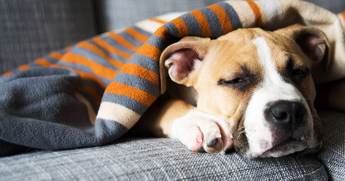 A Dog Lying on a Couch | Diamond Pet Foods
