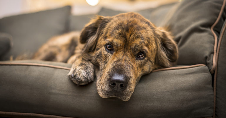 A black and brown brindle dog lying down on a couch.