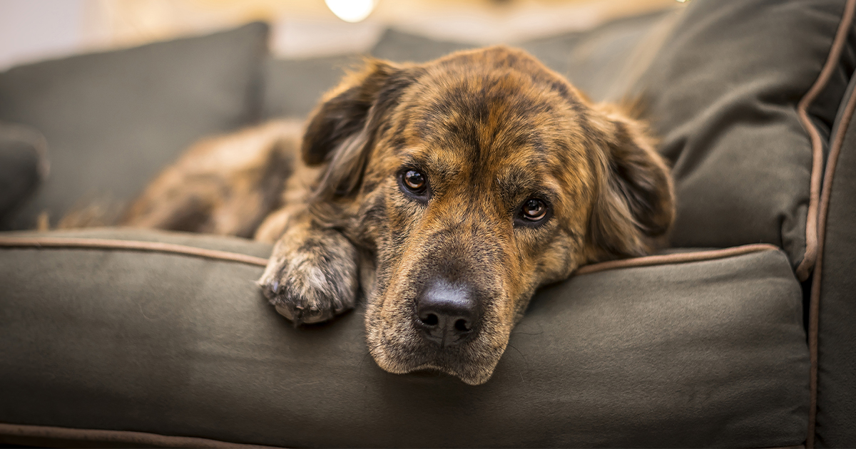 A black and brown brindle dog lying down on a couch.