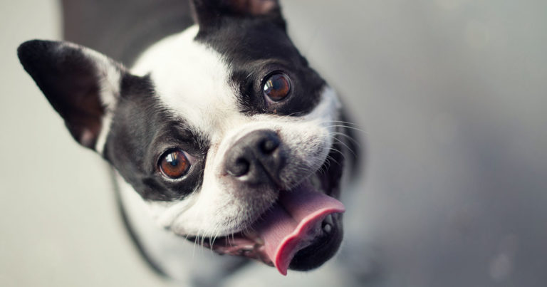 Dog Portrait | Diamond Pet Foods