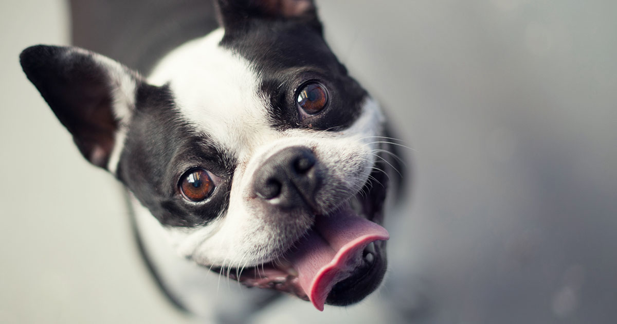 Dog Portrait | Diamond Pet Foods