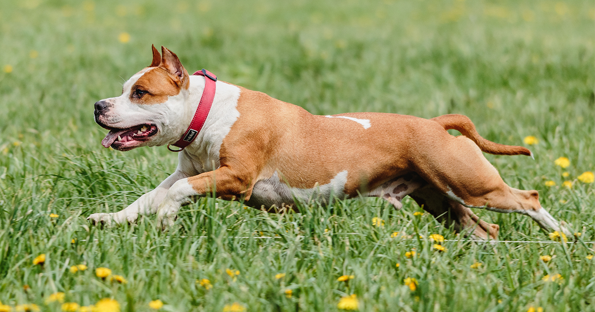 Dog Running on Grass | Diamond Pet Foods