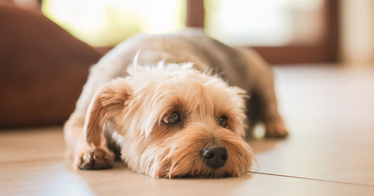 Dog Sitting on the Floor | Diamond Pet Foods