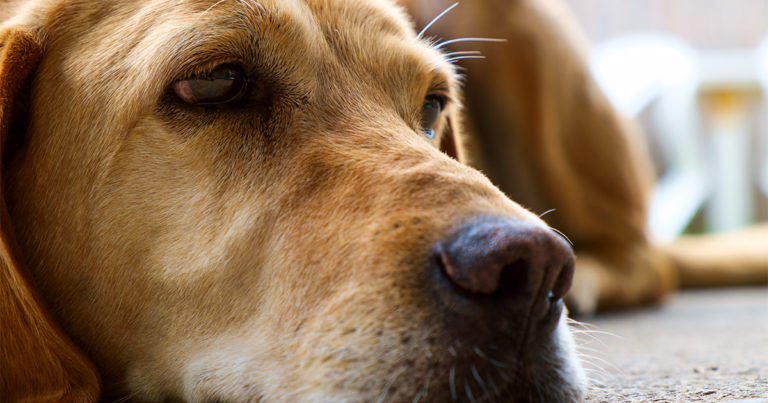 A close-up of a dog's face looking sick.