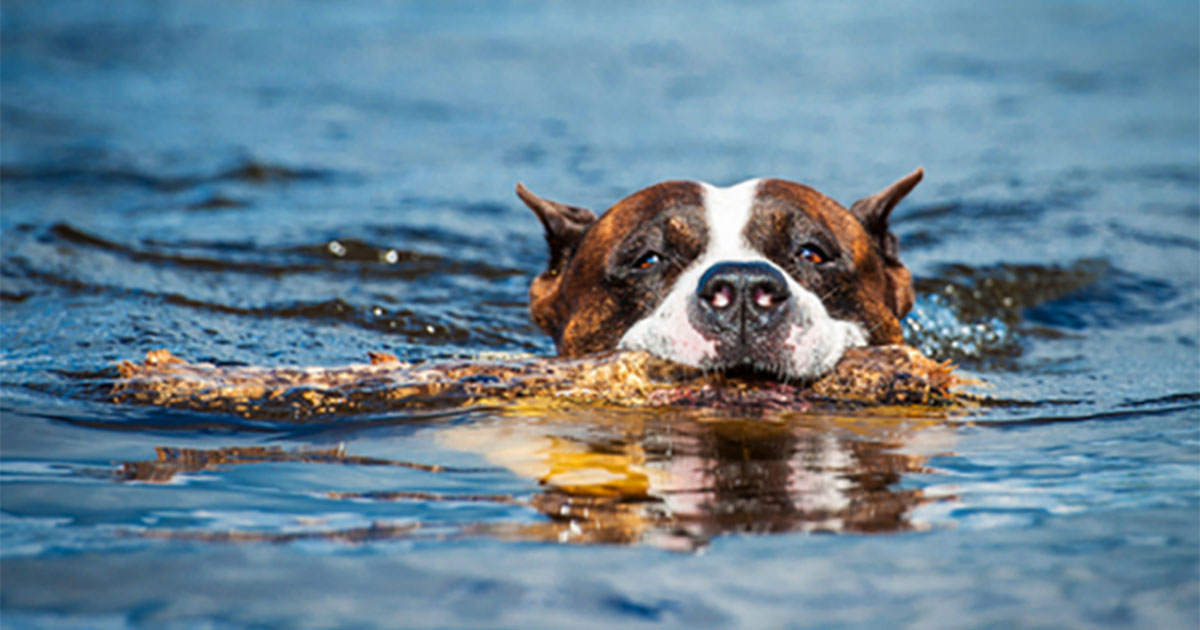 A dog swimming in water while holding a stick in its mouth.