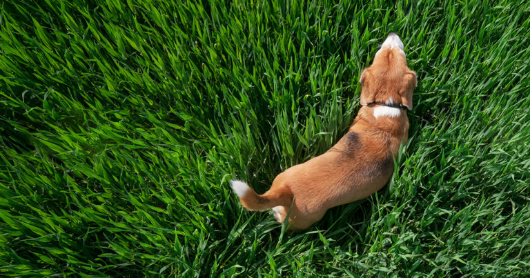 An overhead view of a tan and white dog walking through green grass.