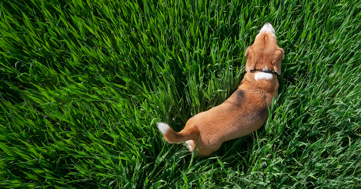 Dog Walking in the Grass | Diamond Pet Foods