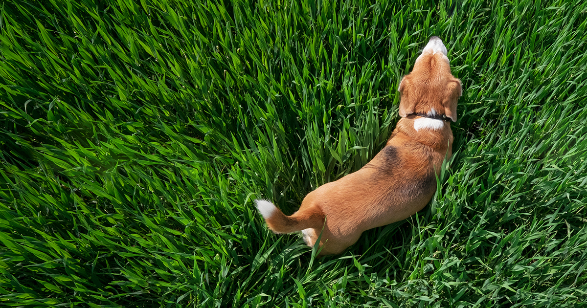 An overhead view of a tan and white dog walking through green grass.