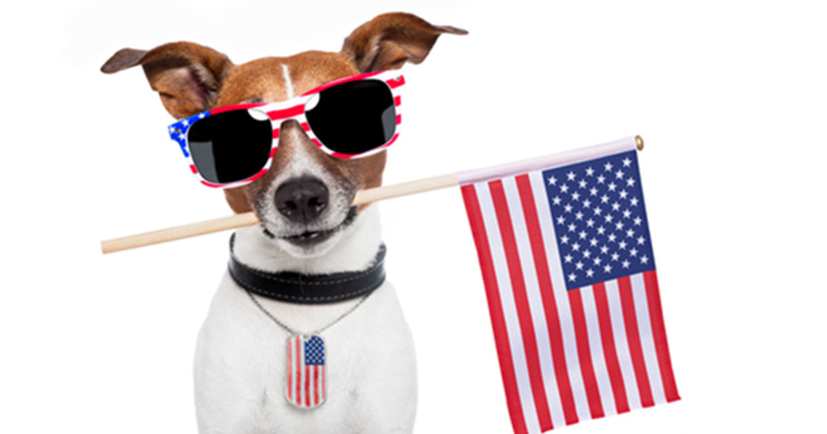 A white and brown dog holding a mini American flag in its mouth while wearing a dog tag with an American flag imprint and a pair of sunglasses with an American flag design on them.
