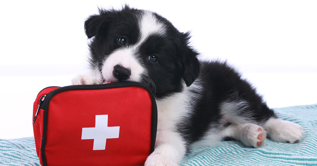 First Aid Kit for Pets Graphic | Diamond Pet Foods