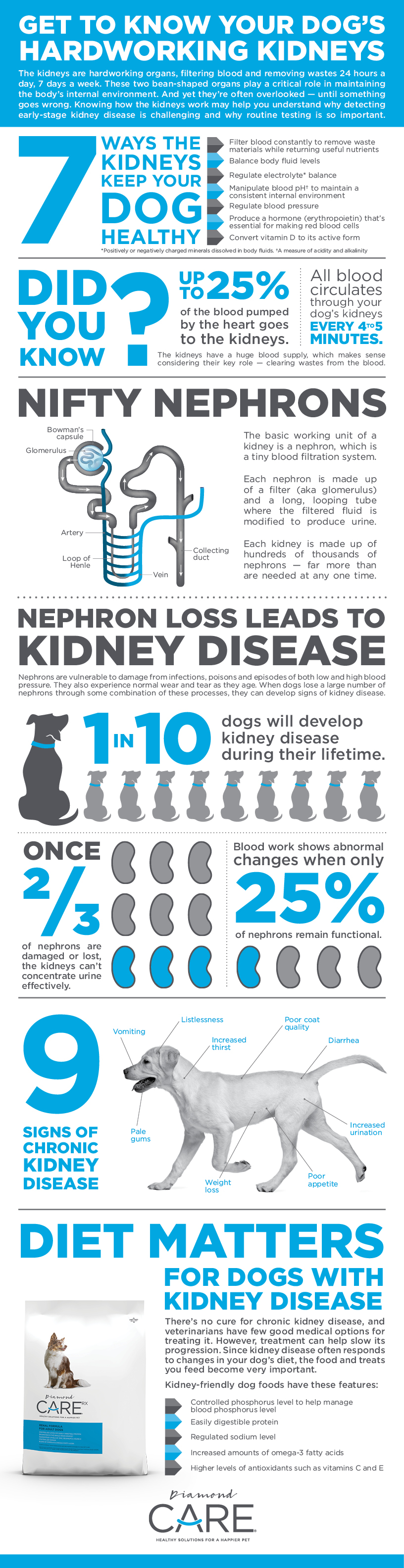 How Kidneys Work Info Graphic | Diamond CARE