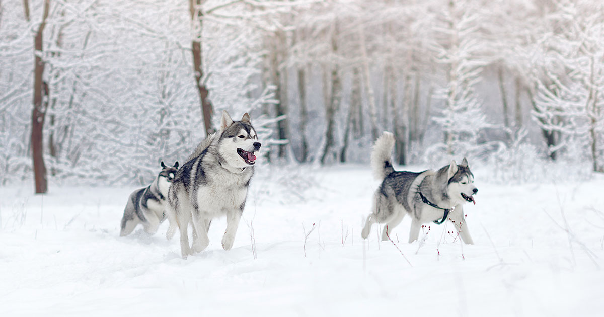 Huskies Running in the Snow | Diamond Pet Foods