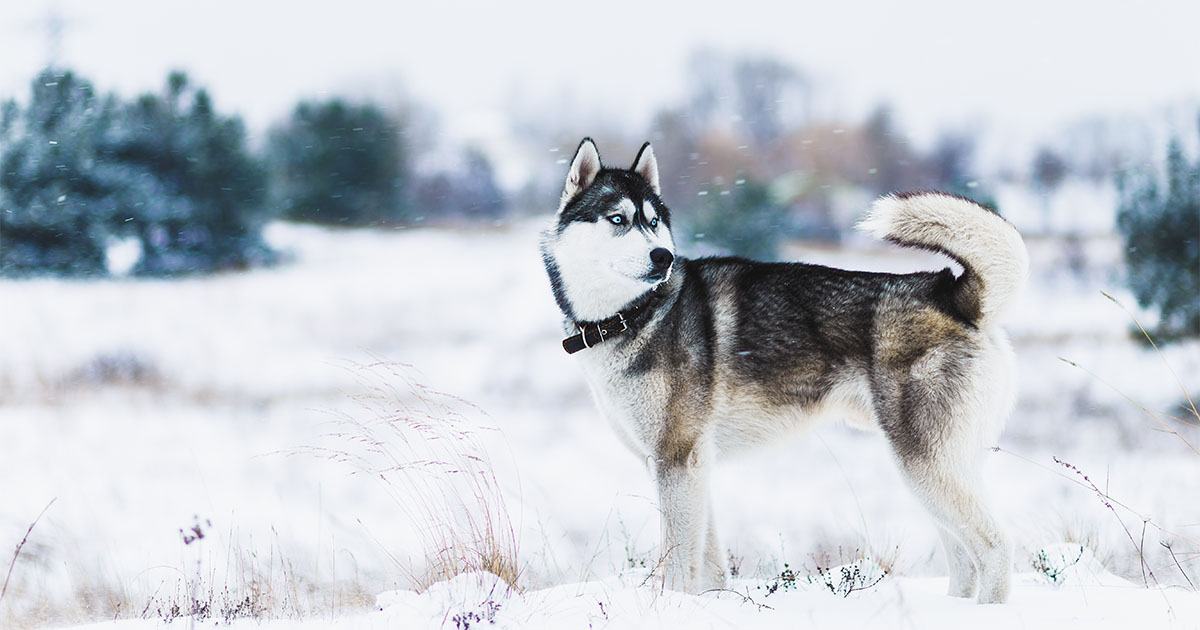 Husky Walking in the Snow | Diamond Pet Foods