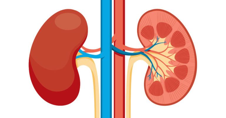 Kidney Diagram Graphic | Diamond Pet Foods