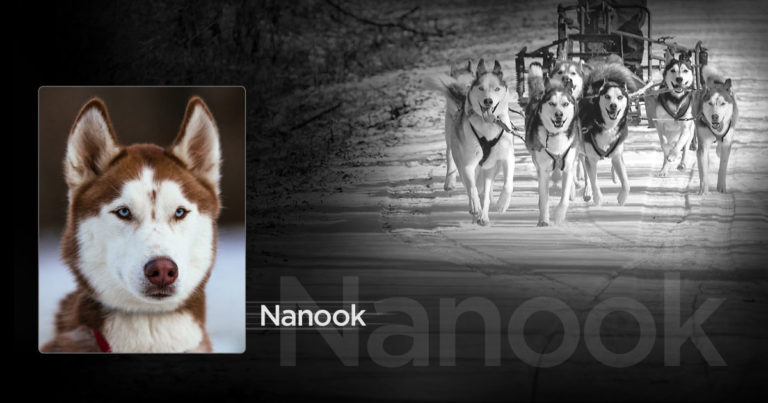 A profile shot of Nanook, a Siberian sled dog with a picture of Nanook and other dogs pulling a sled in the background.