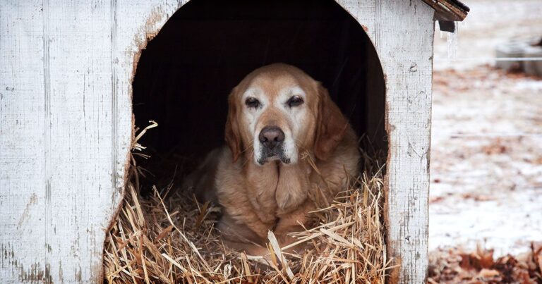 An older dog sitting on a bed of straw in a doghouse outside in winter.