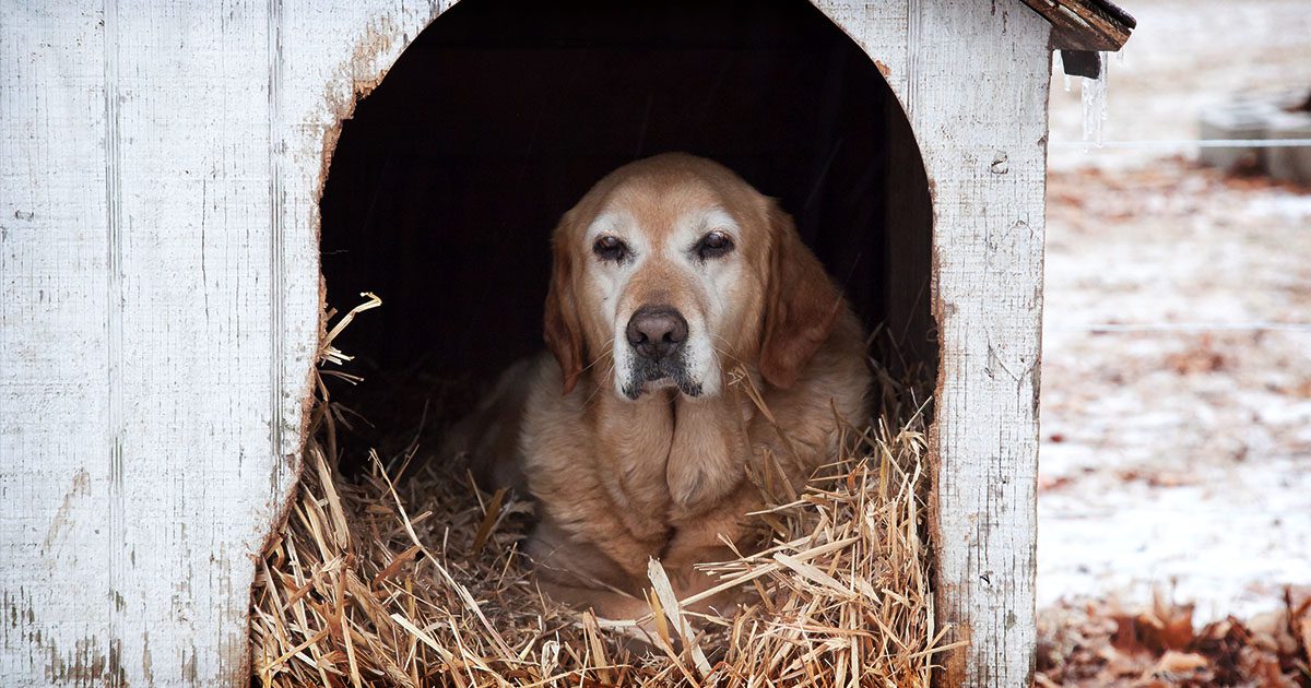 An older dog sitting on a bed of straw in a doghouse outside in winter.