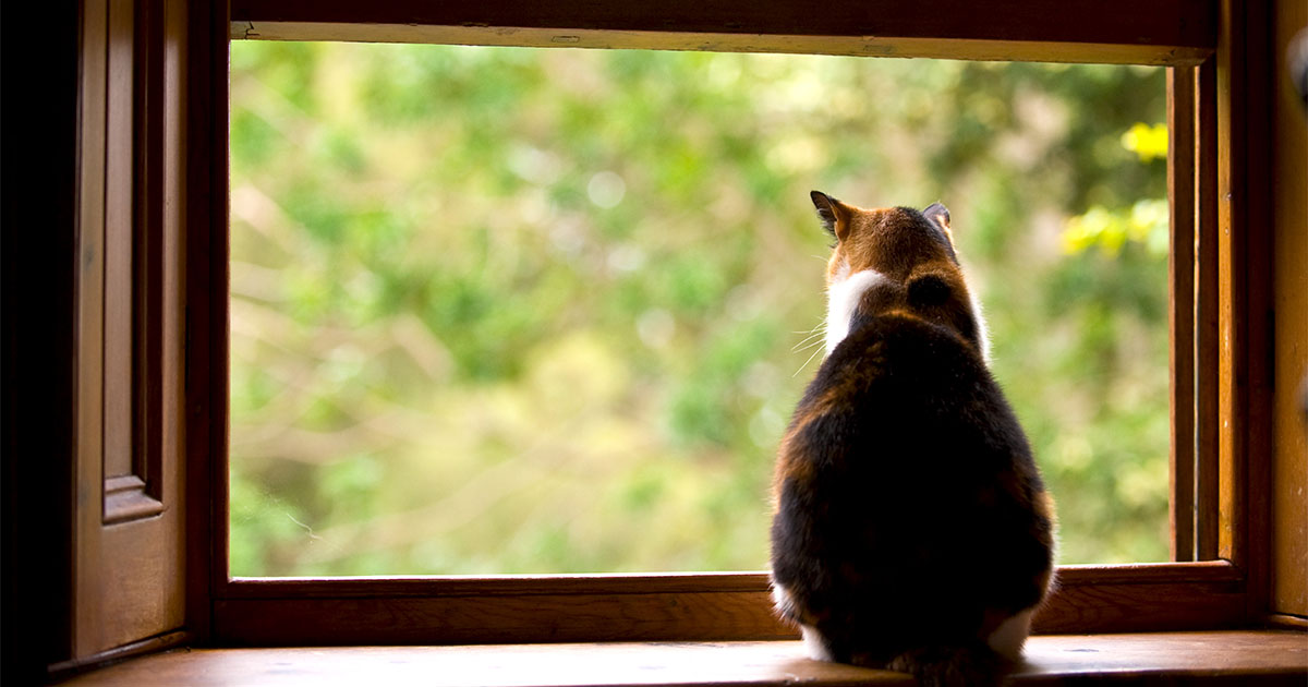 An overweight cat staring out of a window.