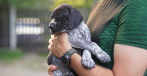 A Puppy Being Held | Diamond Pet Foods