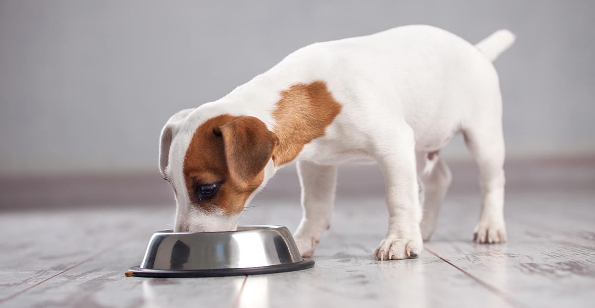 A Puppy Eating from a Bowl | Diamond Pet Foods