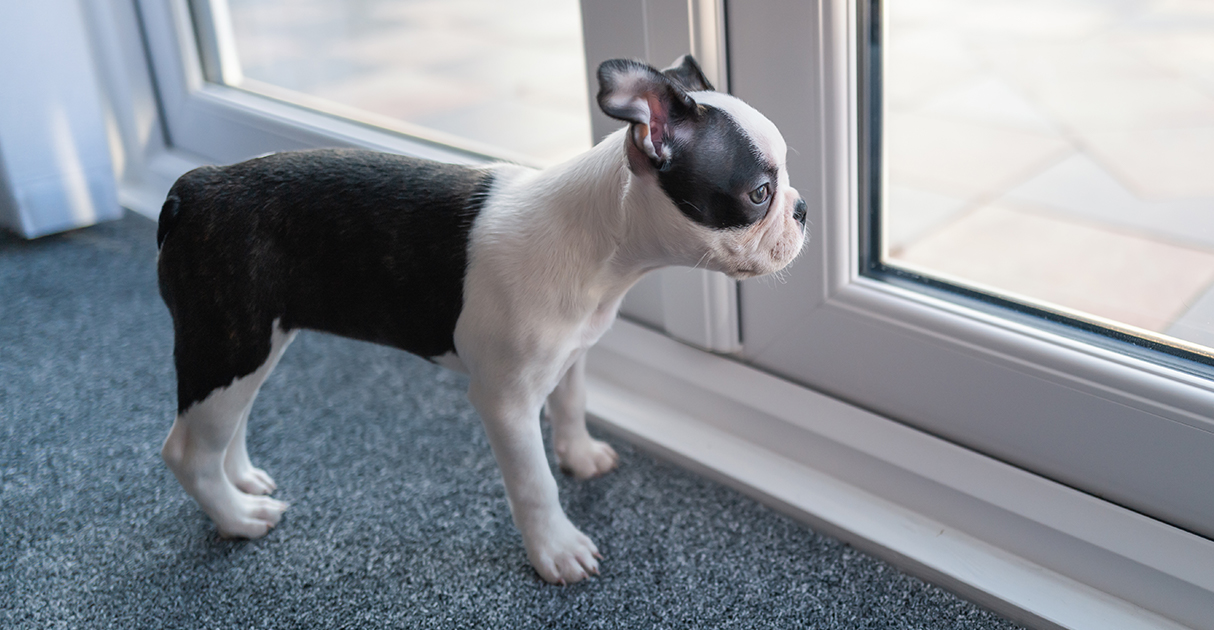 A Puppy Looking out the Window | Diamond Pet Foods