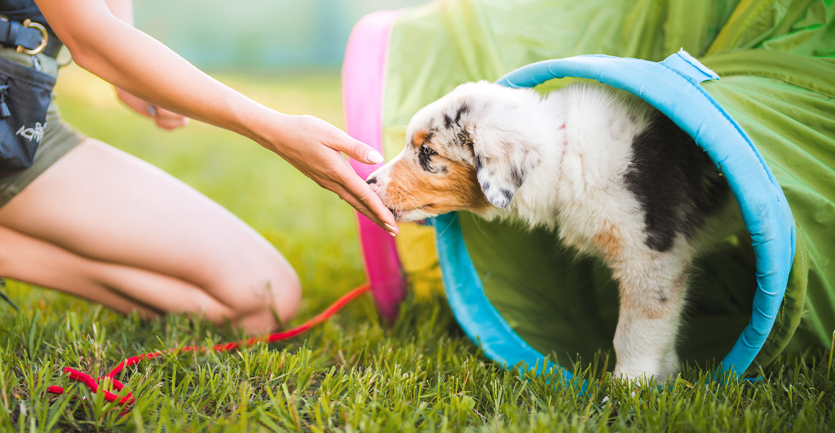 A Puppy Playing Outside | Diamond Pet Foods