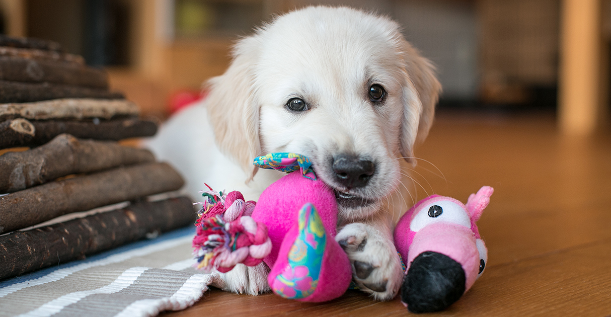 A Puppy Playing with Toys | Diamond Pet Foods