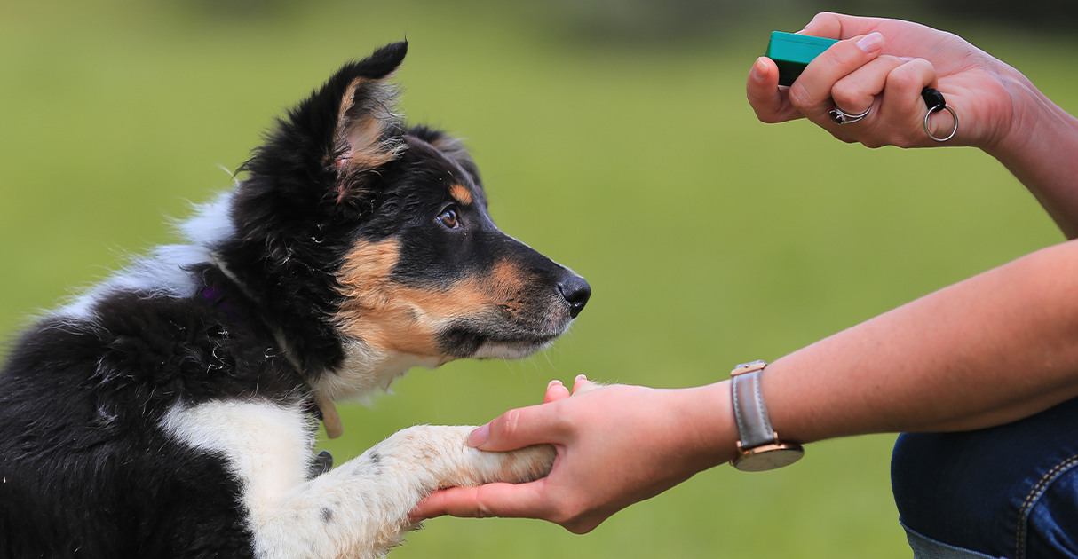 A Puppy Shaking Paws with a Person | Diamond Pet Foods