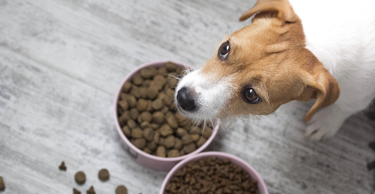 A Puppy with Food Bowls | Diamond Pet Foods