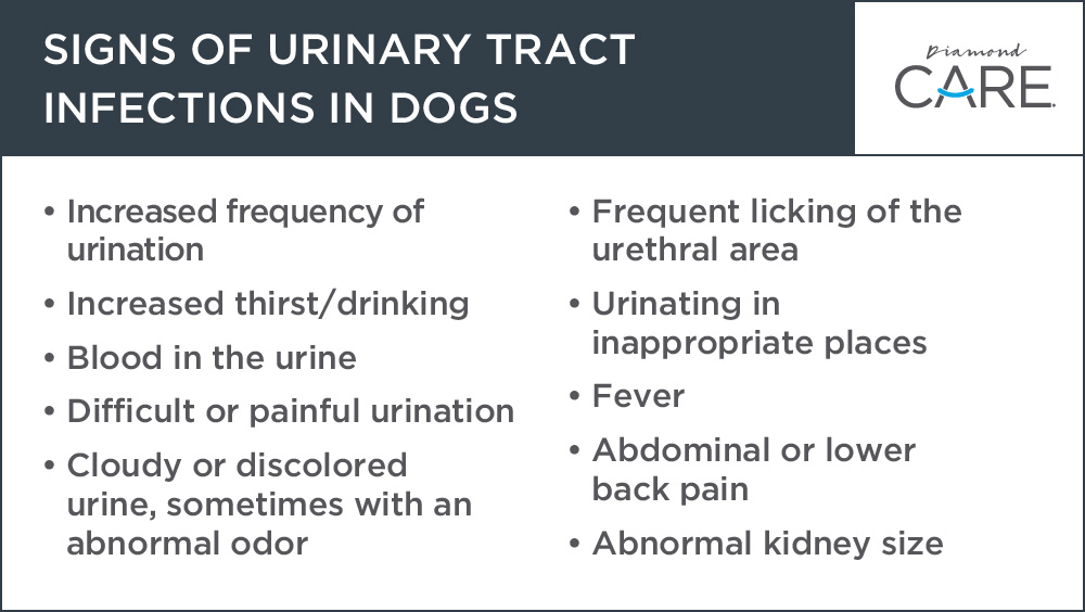 Signs of Urinary Tract Infections in Dogs Graphic | Diamond Pet Foods
