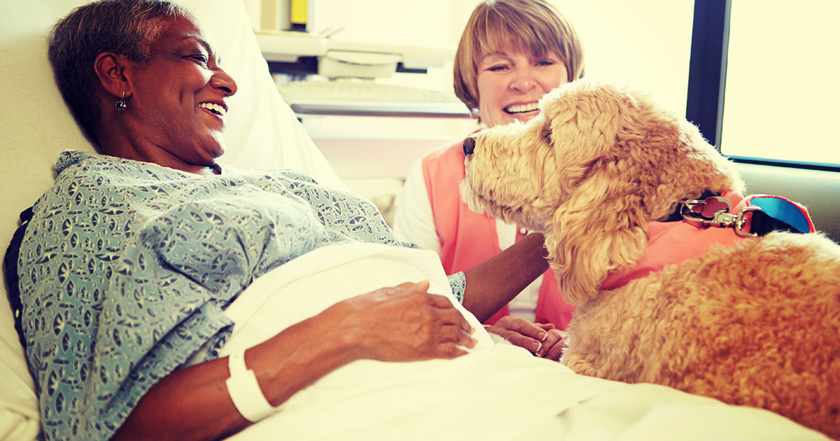 Therapy Dog with Patient Graphic | Diamond Pet Foods