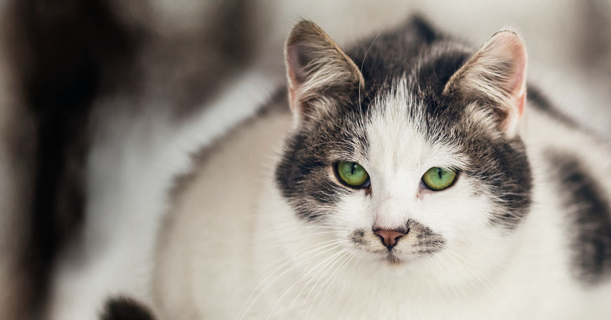 White and Grey Cat | Diamond Pet Foods