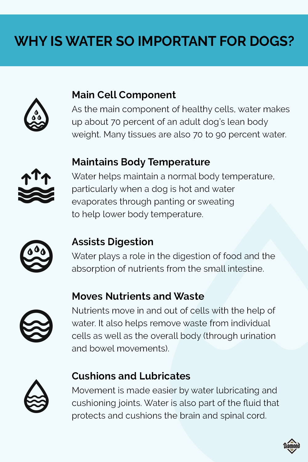 An interior infographic detailing why water is so important for dogs.