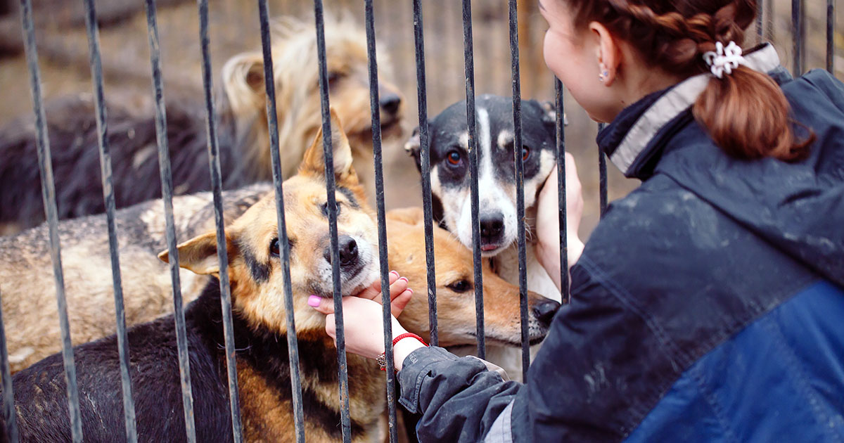 Woman Petting Dogs in Shelter | Diamond Pet Foods
