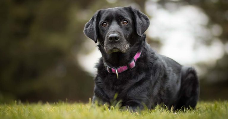 Black Dog in the Grass | Diamond Pet Foods