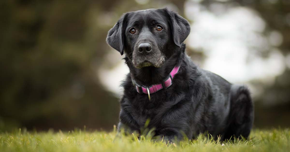 Black Dog in the Grass | Diamond Pet Foods