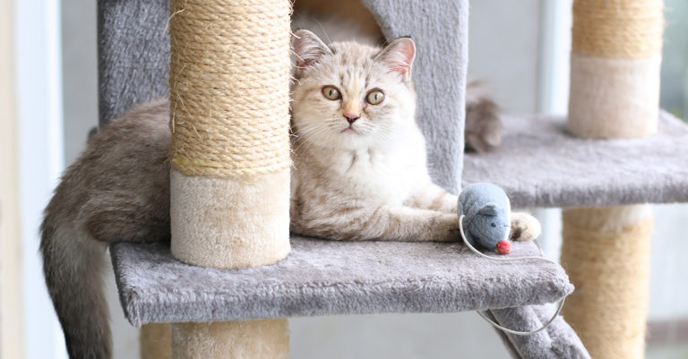 A cat lying on a scratching tree holding a toy mouse between its paws.