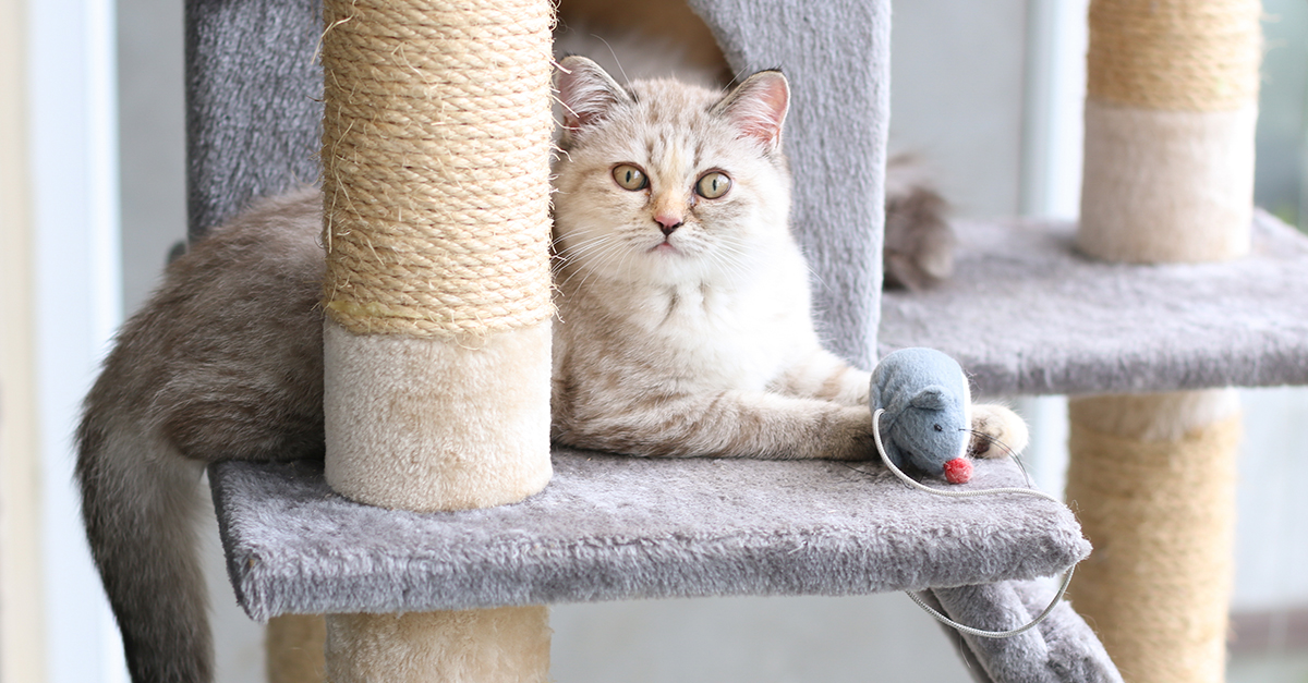 A cat lying on a scratching tree holding a toy mouse between its paws.