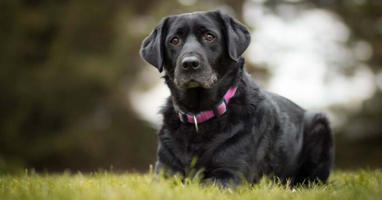 A close-up of a black dog wearing a pink collar lying outside in grass.