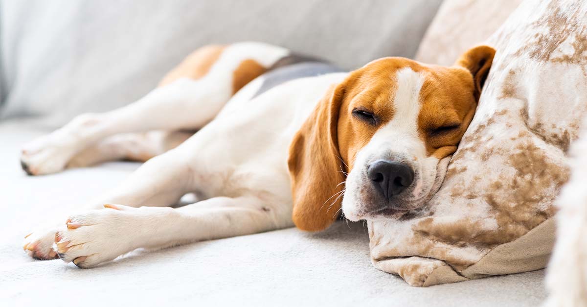 A beagle sleeping on a white sofa.