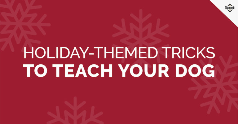 Holiday-Themed Tricks to Teach Your Dog Graphic | Diamond Pet Foods