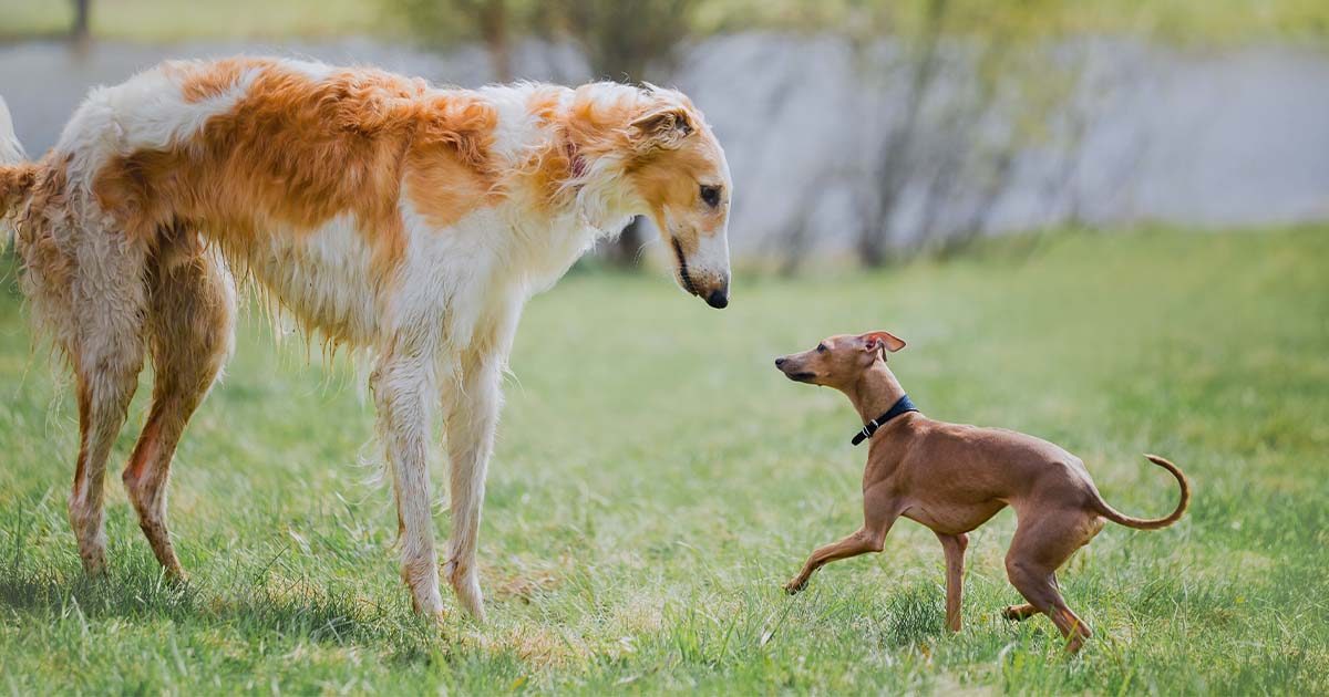 A large dog playing with a small dog in the grass.