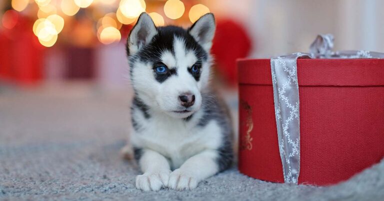 A young husky puppy lying on the floor next to a wrapped Christmas gift.